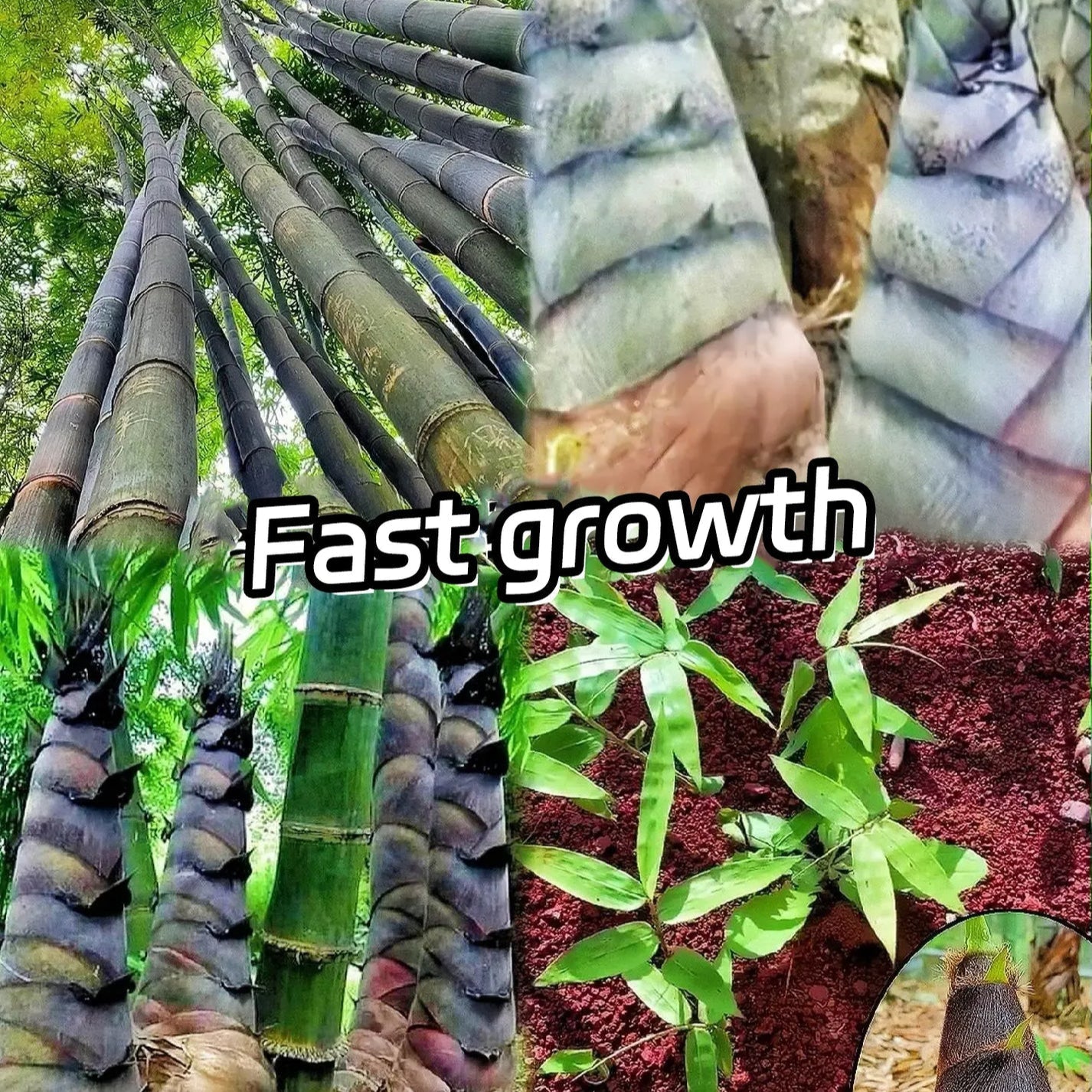 Giant Dragon Bamboo Seeds🔥+ Plant Growth Supplement FREE🔥