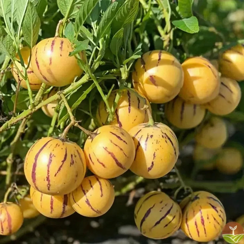 🥭Ginseng Fruit Seeds+🔥+ Plant Growth Supplement FREE🔥