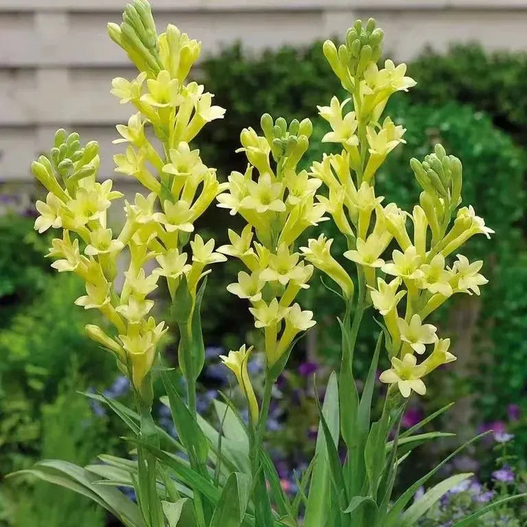 Tuberoses 🌸 Bulbs! 🌸+ 🔥Plant Growth Supplement FREE🔥