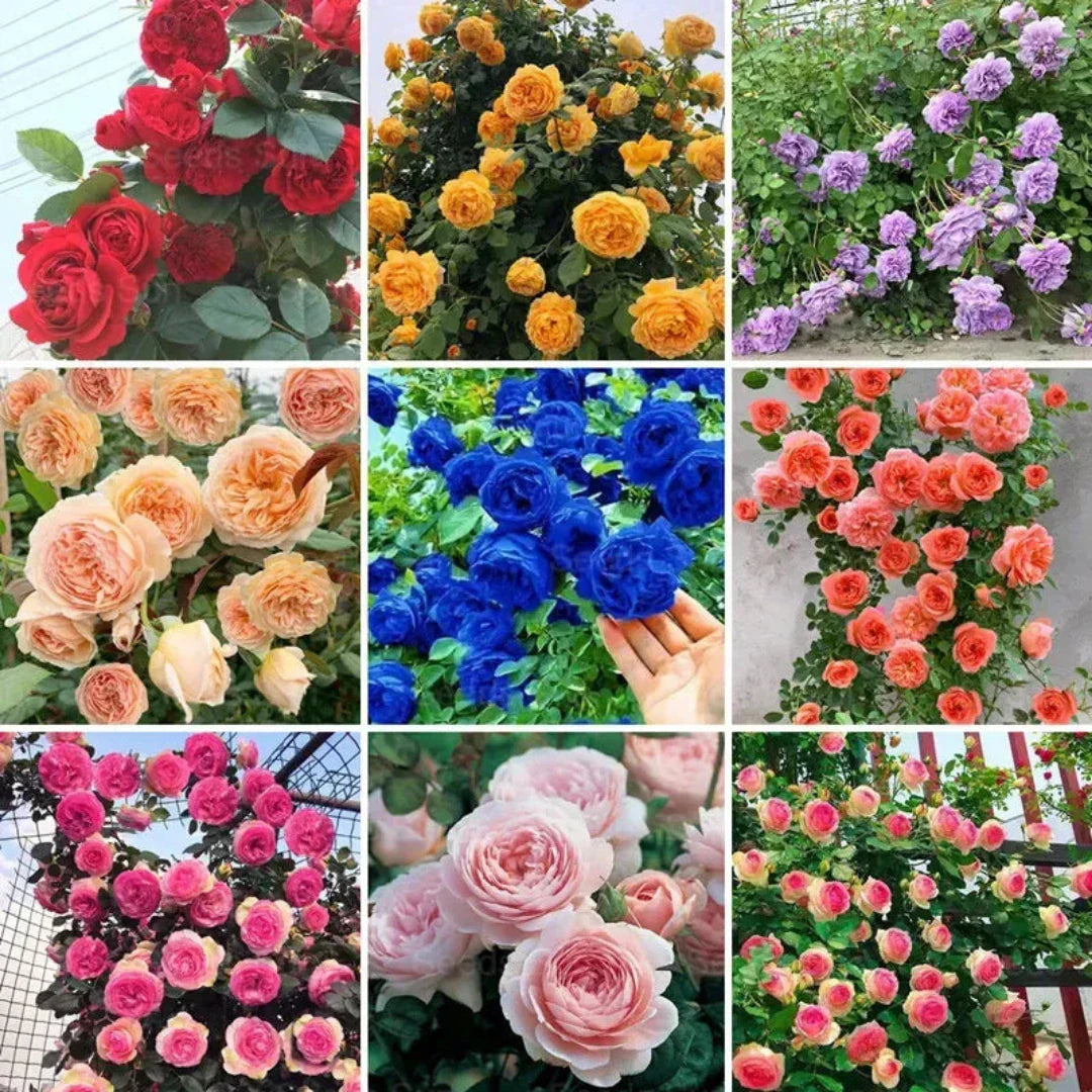 🌹 Elegant Imported Climbing Rose Flower Seeds + Plant Growth Supplement FREE🔥