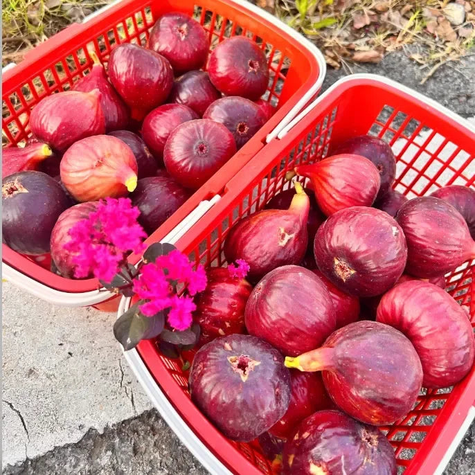 š Super Giant Peach Fig Seeds š„+ Plant Growth Supplement FREEš„