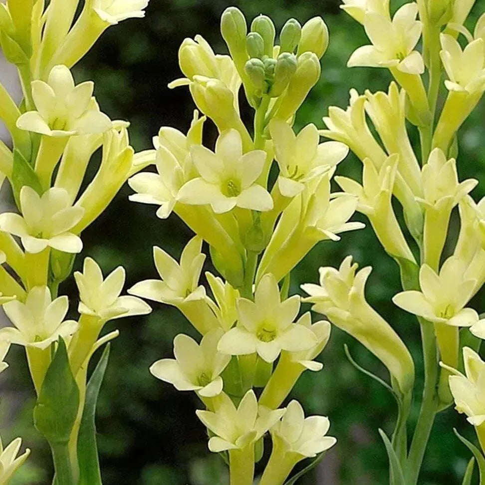Tuberoses 🌸 Bulbs! 🌸+ 🔥Plant Growth Supplement FREE🔥