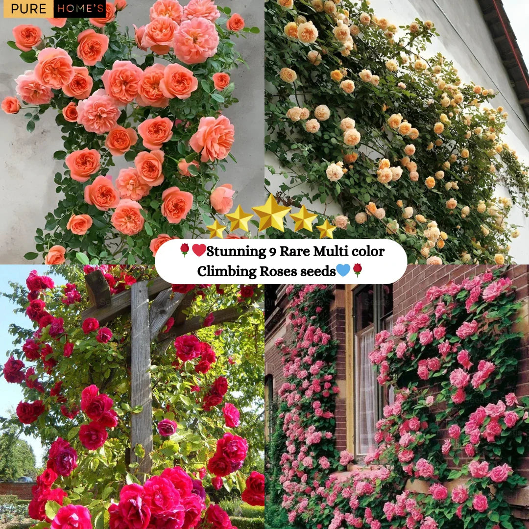 🌹 Elegant Imported Climbing Rose Flower Seeds + Plant Growth Supplement FREE🔥