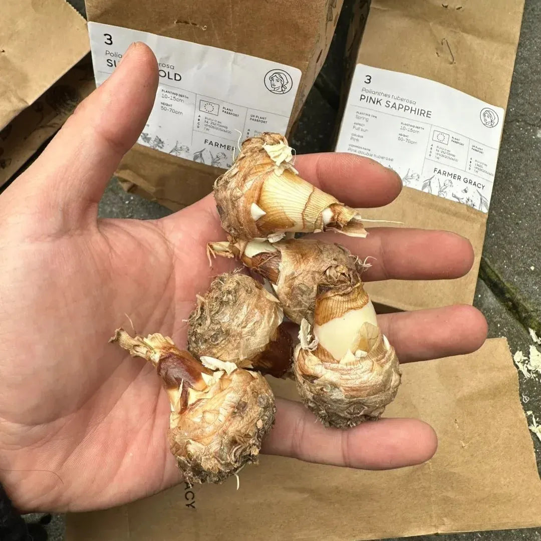 Tuberoses 🌸 Bulbs! 🌸+ 🔥Plant Growth Supplement FREE🔥