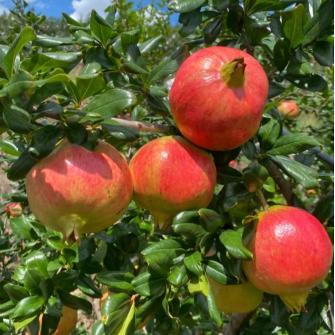 🌱 Crystal Pomegranate Seeds + Plant Growth Supplement FREE🔥