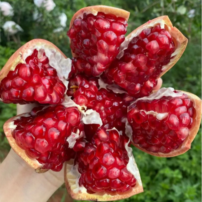 🌱 Crystal Pomegranate Seeds + Plant Growth Supplement FREE🔥