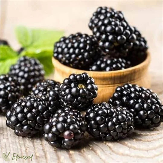 Sweet Giant Blackberry Seeds+🍇+ Plant Growth Supplement FREE🔥