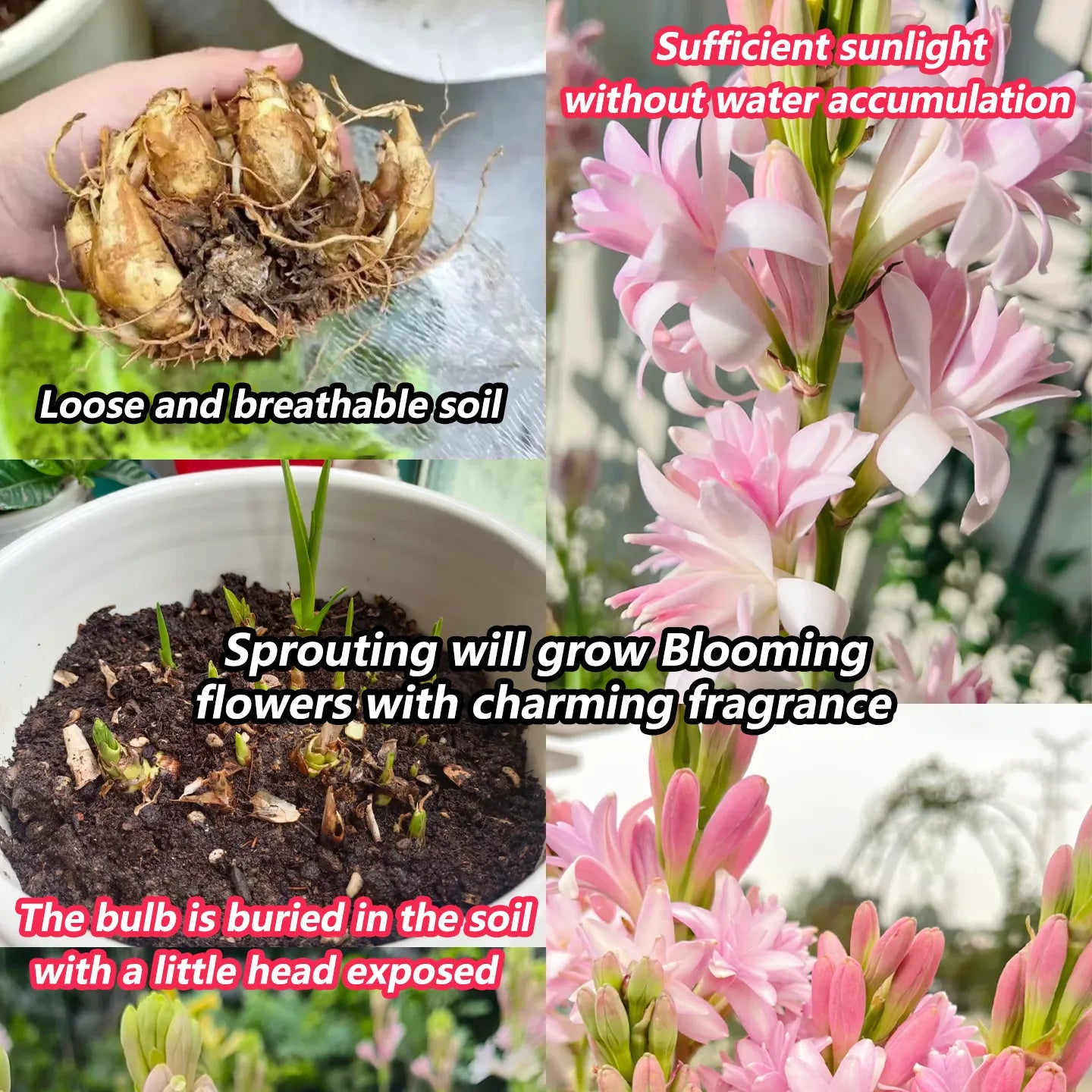 Tuberoses 🌸 Bulbs! 🌸+ 🔥Plant Growth Supplement FREE🔥