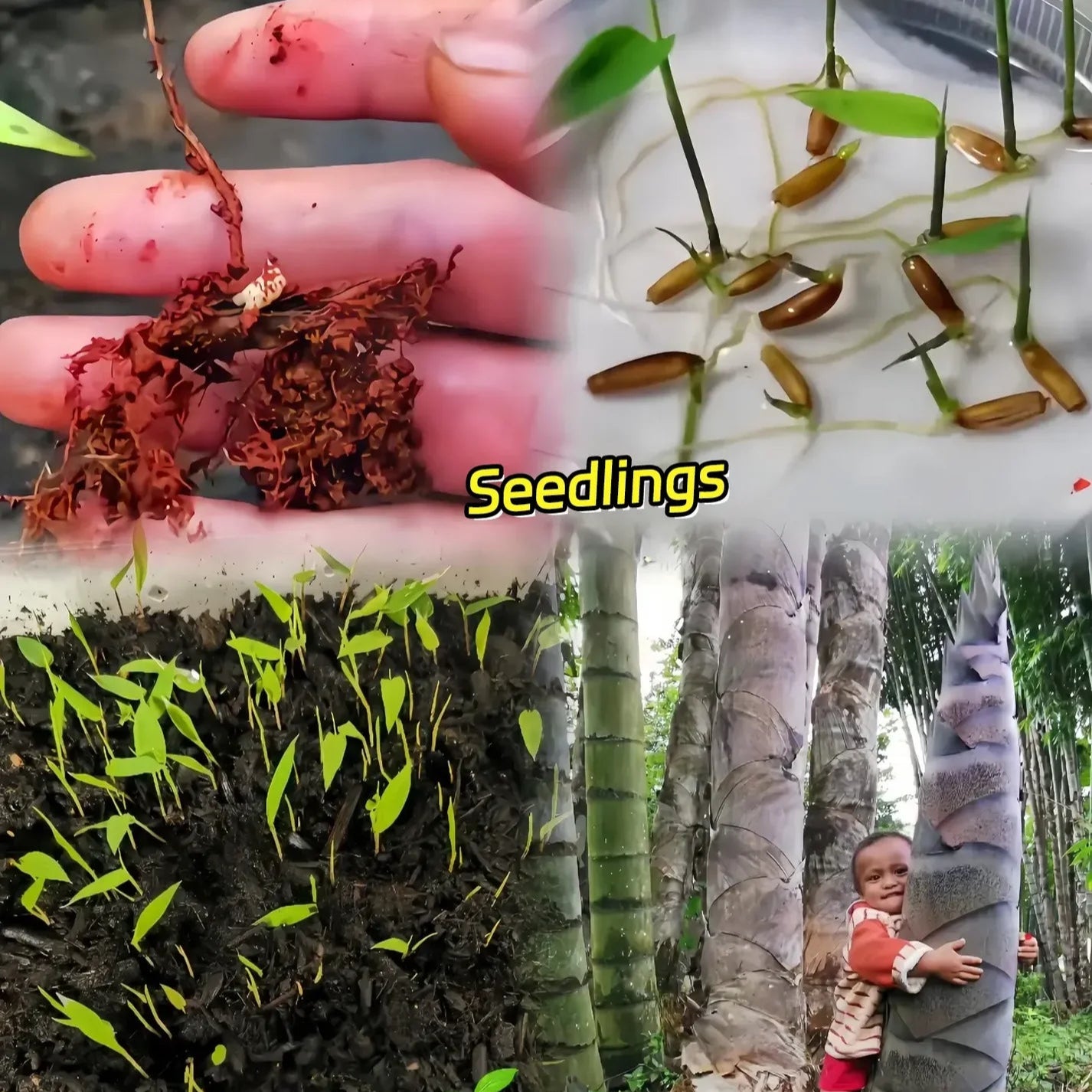 Giant Dragon Bamboo Seeds🔥+ Plant Growth Supplement FREE🔥