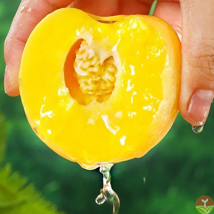 🥭Ginseng Fruit Seeds+🔥+ Plant Growth Supplement FREE🔥