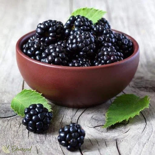 Sweet Giant Blackberry Seeds+🍇+ Plant Growth Supplement FREE🔥