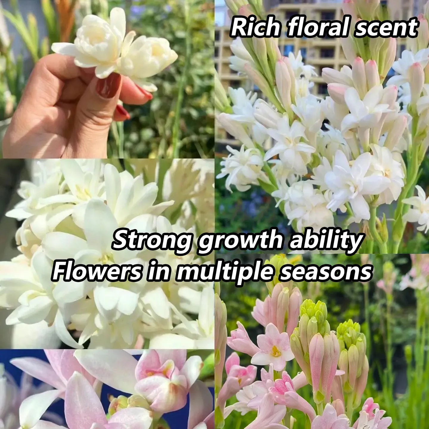 Tuberoses 🌸 Bulbs! 🌸+ 🔥Plant Growth Supplement FREE🔥