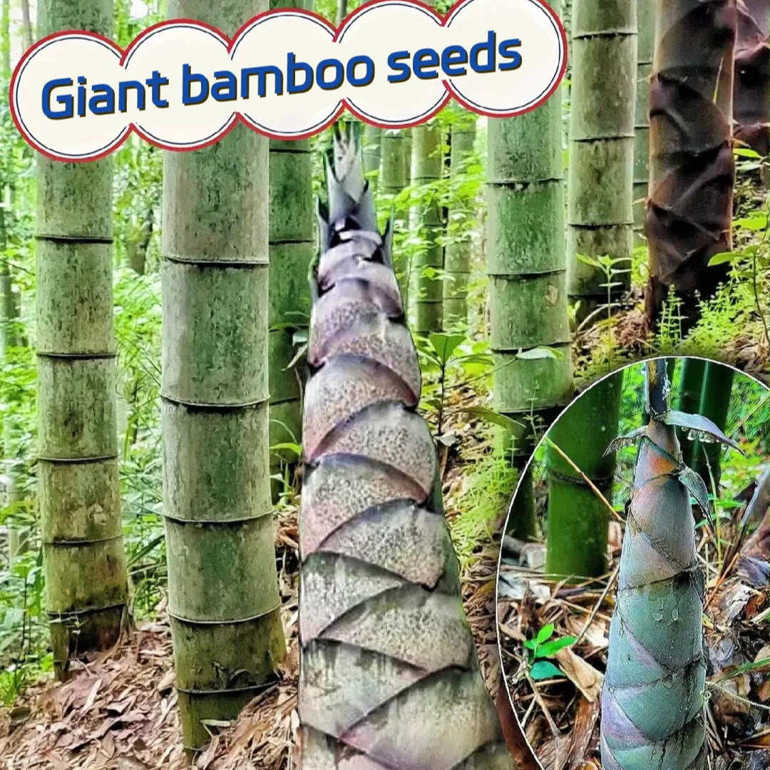 Giant Dragon Bamboo Seeds🔥+ Plant Growth Supplement FREE🔥