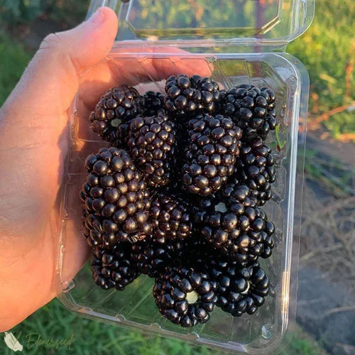 Sweet Giant Blackberry Seeds+🍇+ Plant Growth Supplement FREE🔥