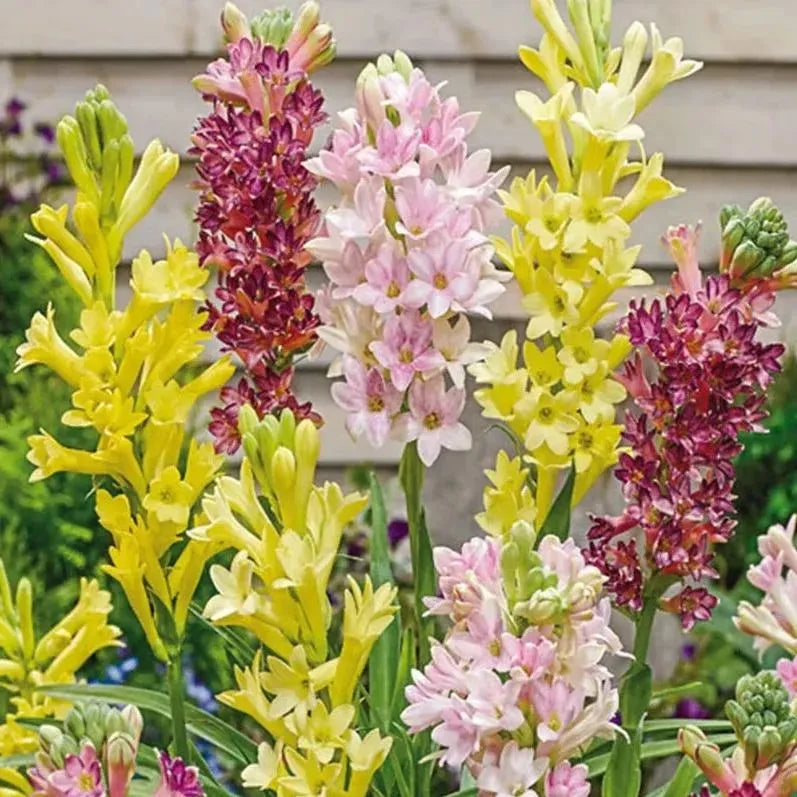 Tuberoses 🌸 Bulbs! 🌸+ 🔥Plant Growth Supplement FREE🔥