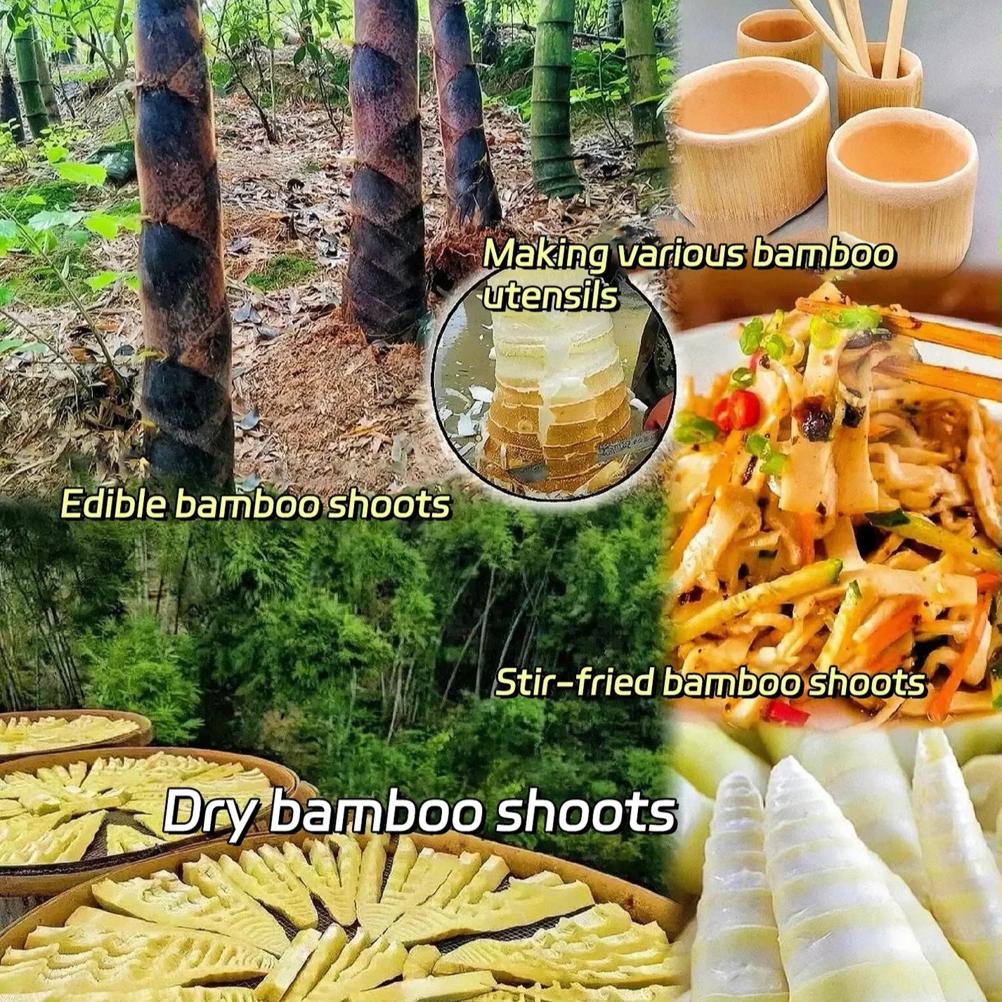 Giant Dragon Bamboo Seeds🔥+ Plant Growth Supplement FREE🔥