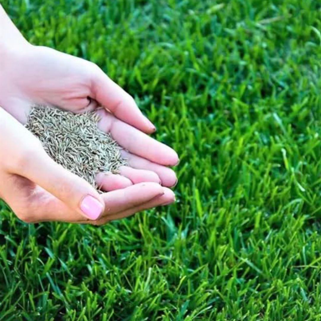 🌱Evergreen Home Garden Grass Seeds+Plant Growth Supplement FREE🔥