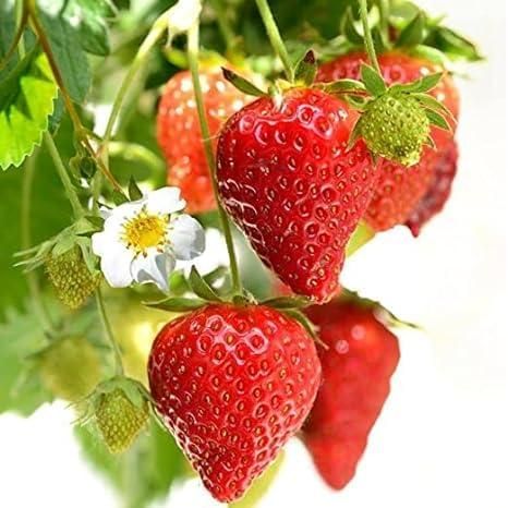 Fresh Sweet Strawberry Seeds (Hybrid) + Plant Growth Supplement FREE🔥
