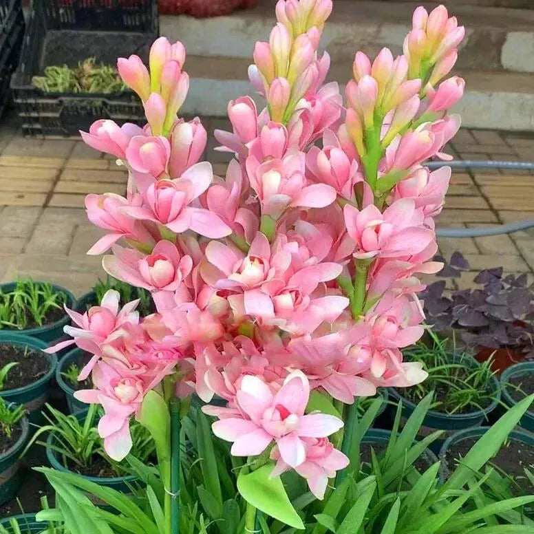 Tuberoses 🌸 Bulbs! 🌸+ 🔥Plant Growth Supplement FREE🔥