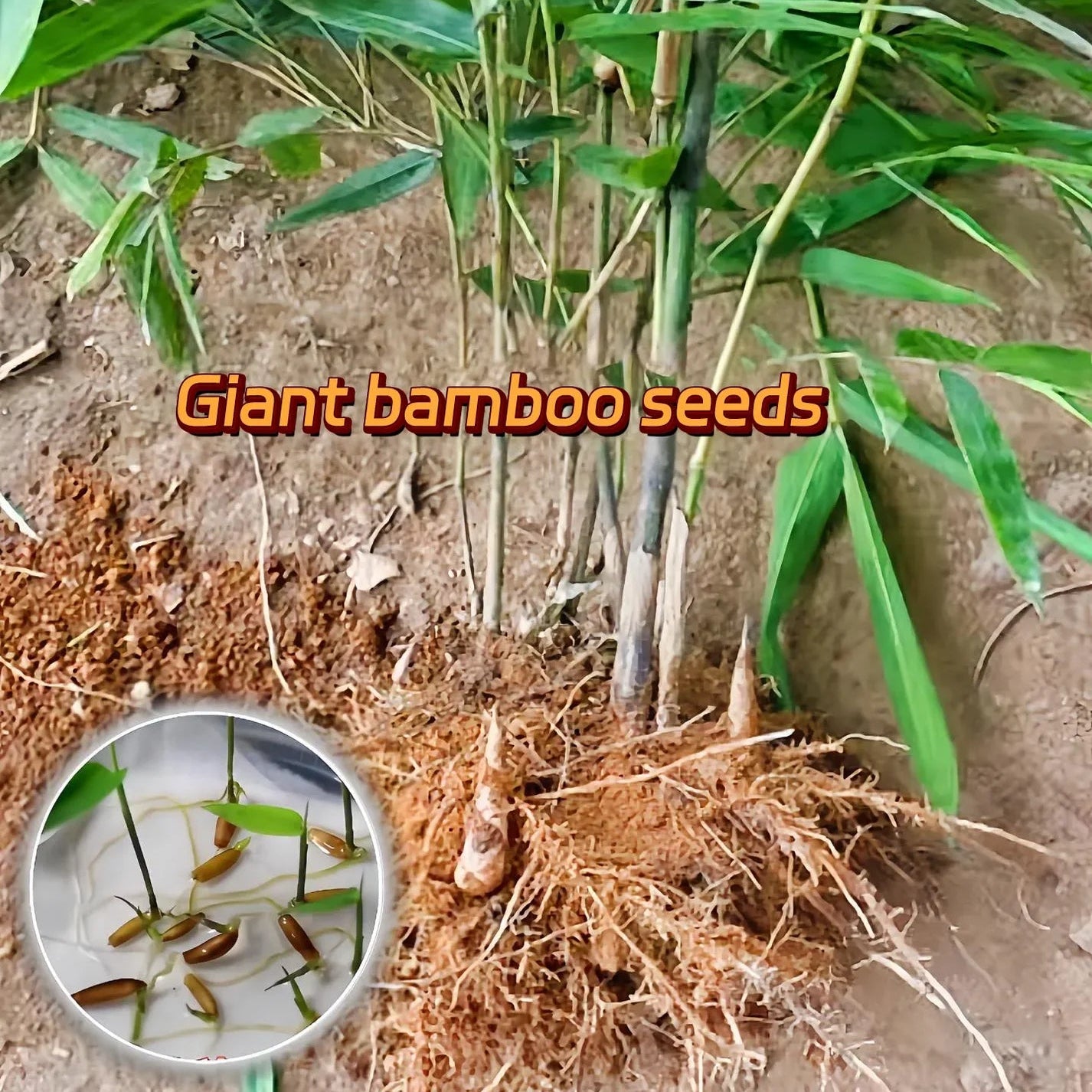 Giant Dragon Bamboo Seeds🔥+ Plant Growth Supplement FREE🔥