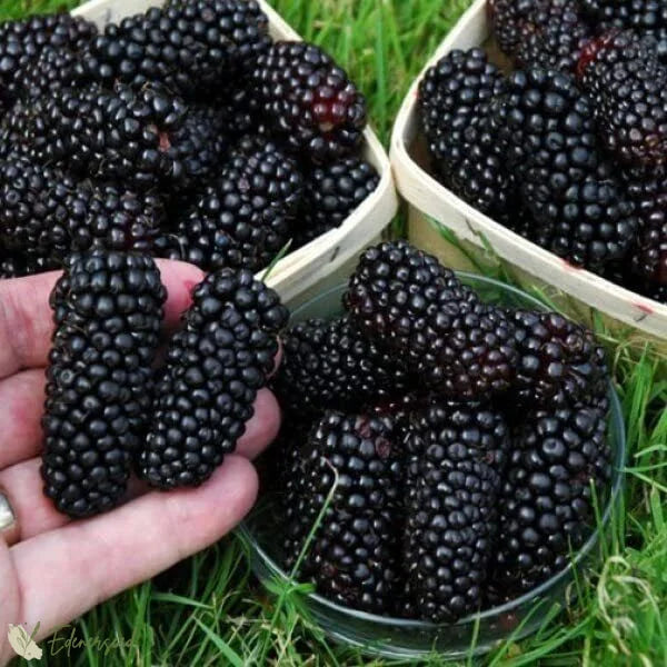 Sweet Giant Blackberry Seeds+🍇+ Plant Growth Supplement FREE🔥