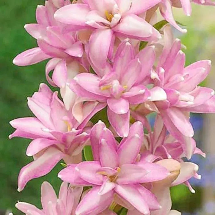 Tuberoses 🌸 Bulbs! 🌸+ 🔥Plant Growth Supplement FREE🔥