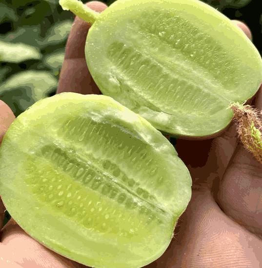 🥒Jade Lady Cucumber Seeds 🥒+ 🔥Plant Growth Supplement FREE🔥