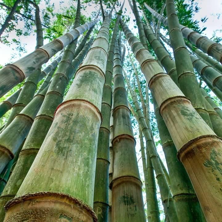 Giant Dragon Bamboo Seeds🔥+ Plant Growth Supplement FREE🔥