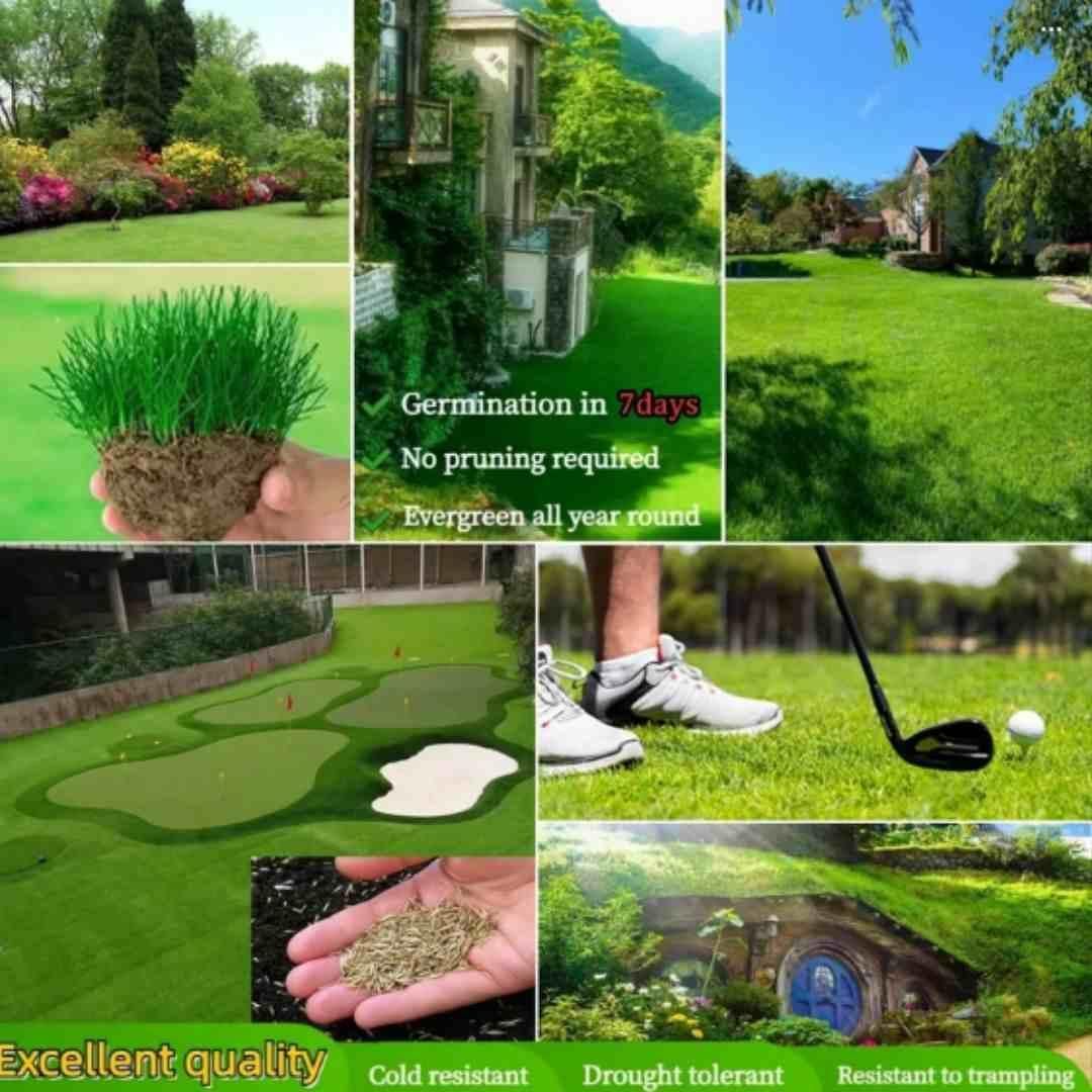 🌱Evergreen Home Garden Grass Seeds+Plant Growth Supplement FREE🔥