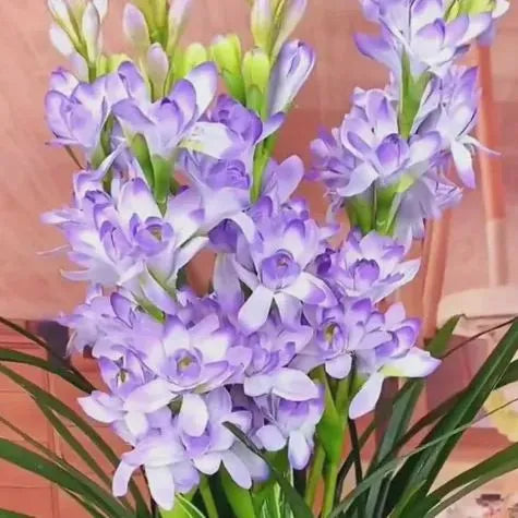 Tuberoses 🌸 Bulbs! 🌸+ 🔥Plant Growth Supplement FREE🔥