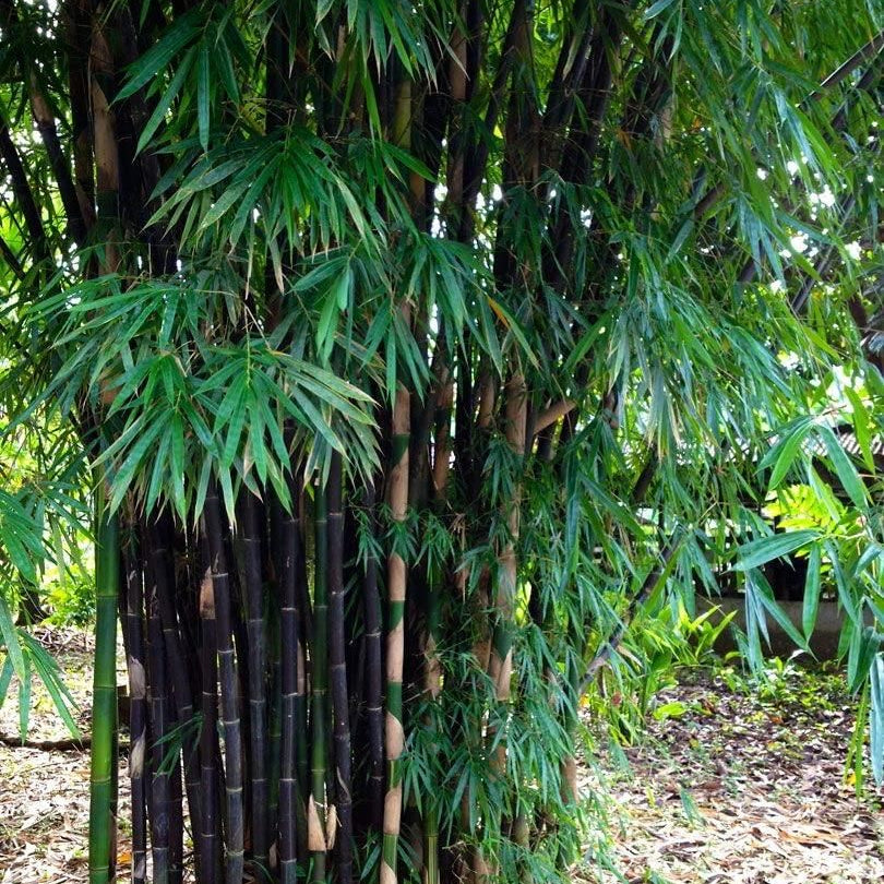 Giant Dragon Bamboo Seeds🔥+ Plant Growth Supplement FREE🔥