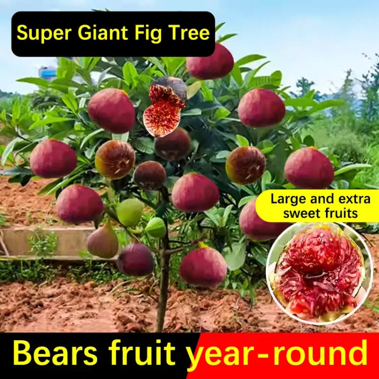 š Super Giant Peach Fig Seeds š„+ Plant Growth Supplement FREEš„