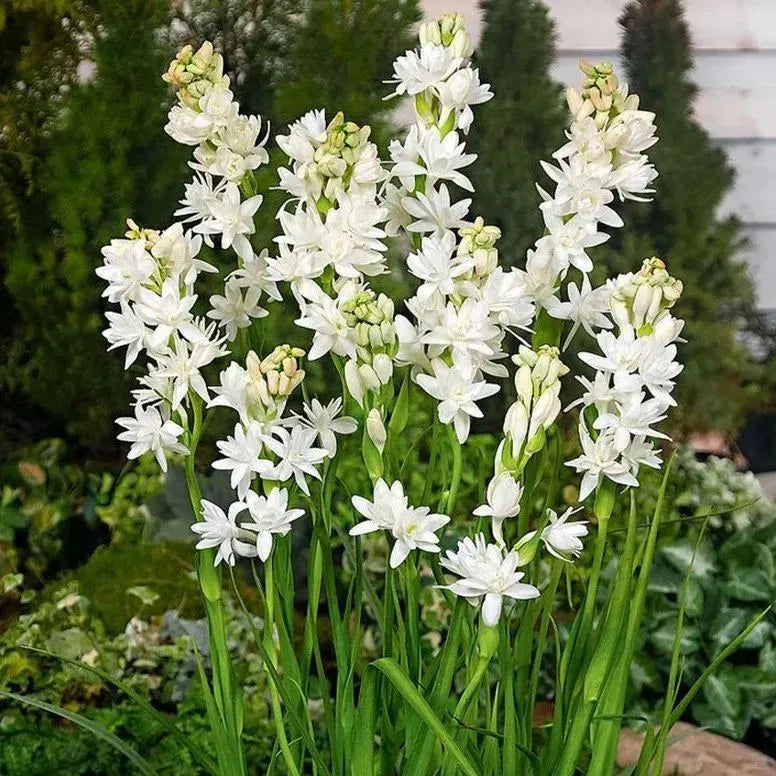 Tuberoses 🌸 Bulbs! 🌸+ 🔥Plant Growth Supplement FREE🔥