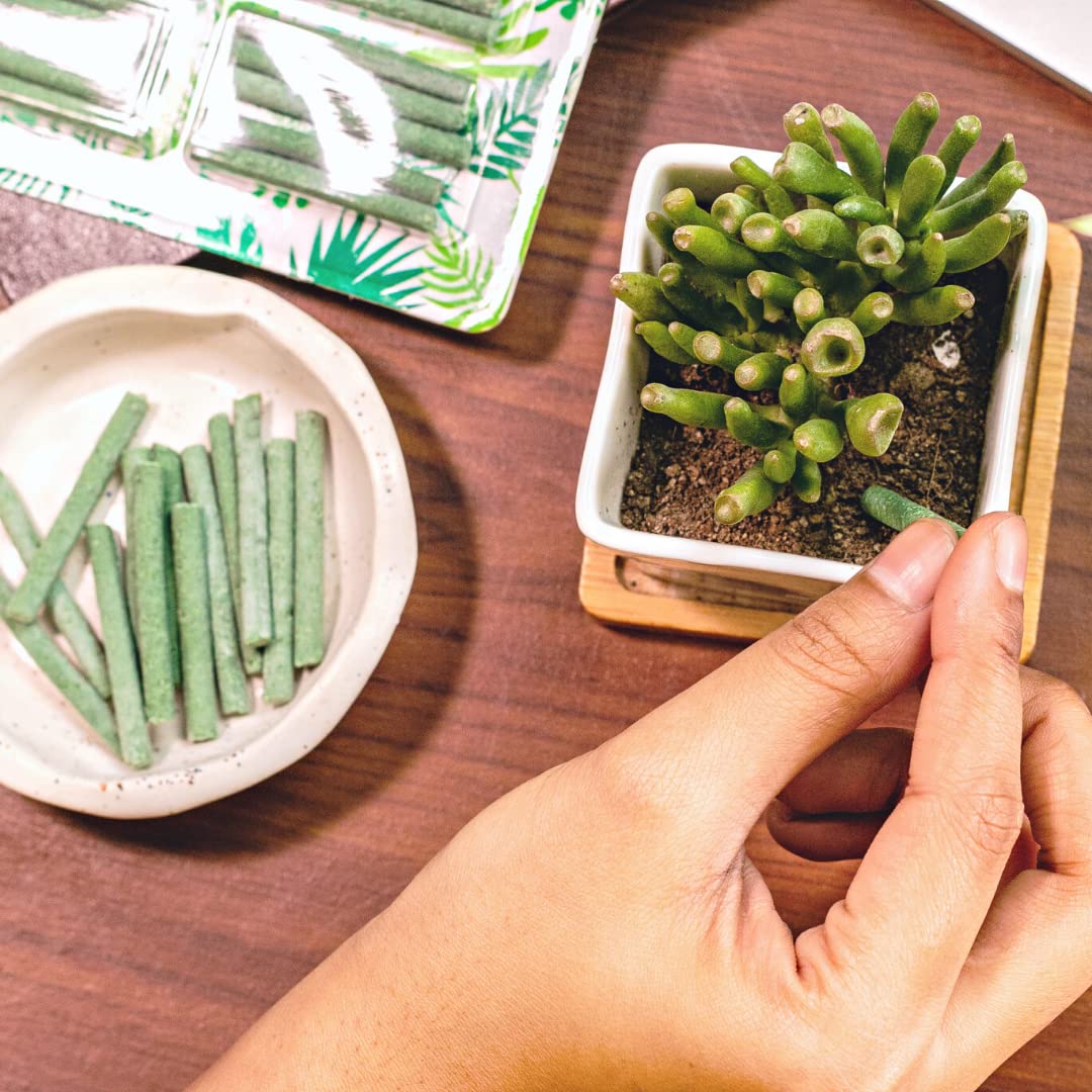 EverGreen's - Magic Plant Sticks (50 sticks)