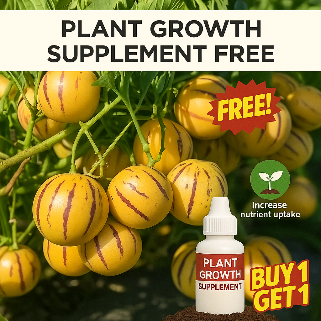 🥭Ginseng Fruit Seeds+🔥+ Plant Growth Supplement FREE🔥