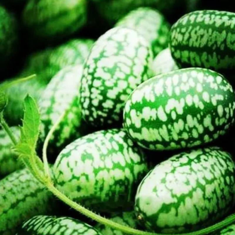 🍉 Cucamelon Seeds For Home Garden + Plant Growth Supplement FREE🔥