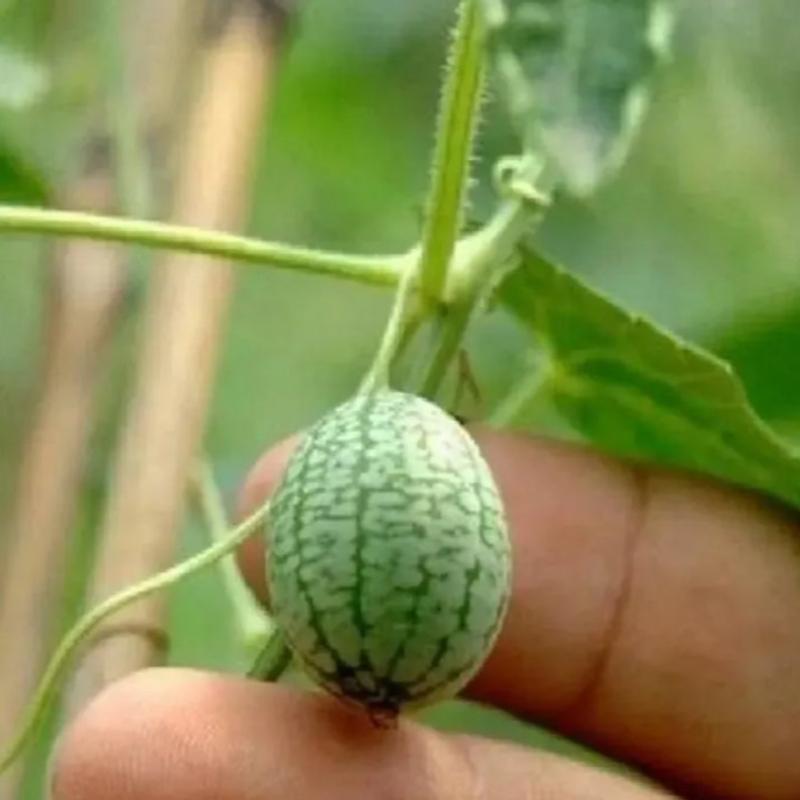 🍉 Cucamelon Seeds For Home Garden + Plant Growth Supplement FREE🔥