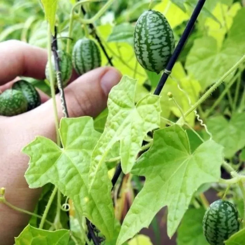 🍉 Cucamelon Seeds For Home Garden + Plant Growth Supplement FREE🔥
