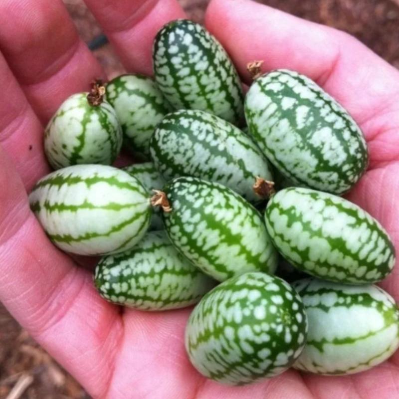 🍉 Cucamelon Seeds For Home Garden + Plant Growth Supplement FREE🔥
