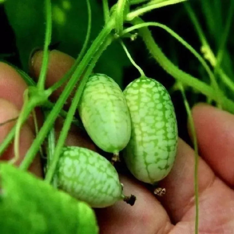 🍉 Cucamelon Seeds For Home Garden + Plant Growth Supplement FREE🔥