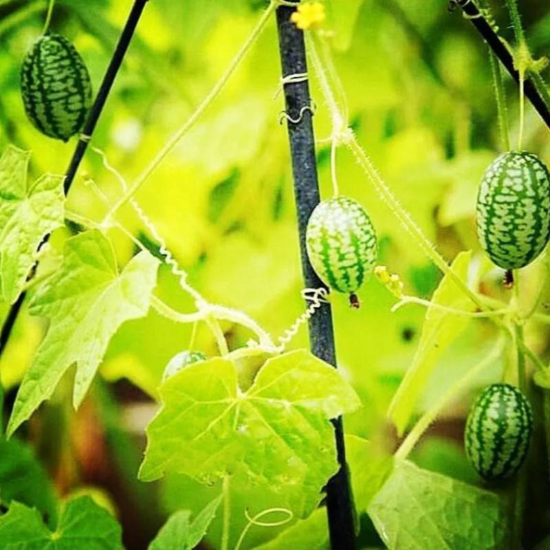 🍉 Cucamelon Seeds For Home Garden + Plant Growth Supplement FREE🔥