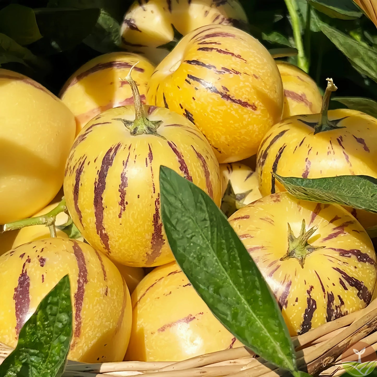 🥭Ginseng Fruit Seeds+🔥+ Plant Growth Supplement FREE🔥