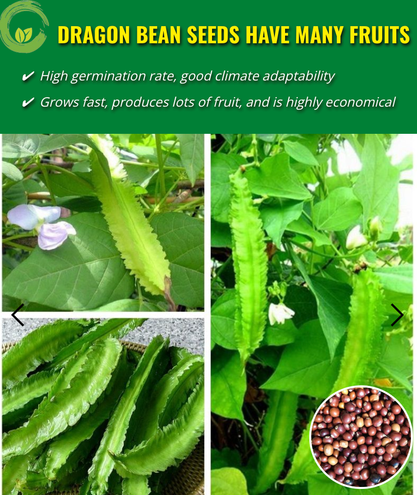 🐉 Dragon Bean Seeds+ Plant Growth Supplement FREE🔥