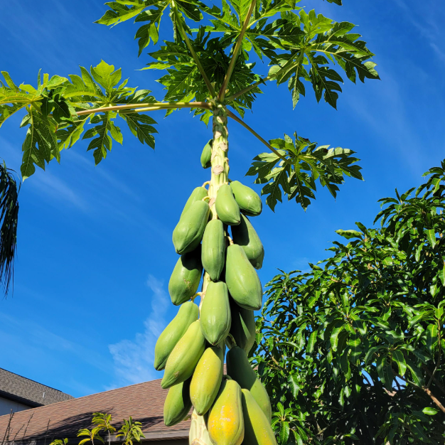 🔥 Dwarf Papaya seeds+ Plant Growth Supplement FREE🔥