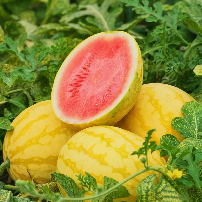 🍉 Yellow Watermelon Seeds + Plant Growth Supplement FREE🔥