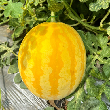 🍉 Yellow Watermelon Seeds + Plant Growth Supplement FREE🔥