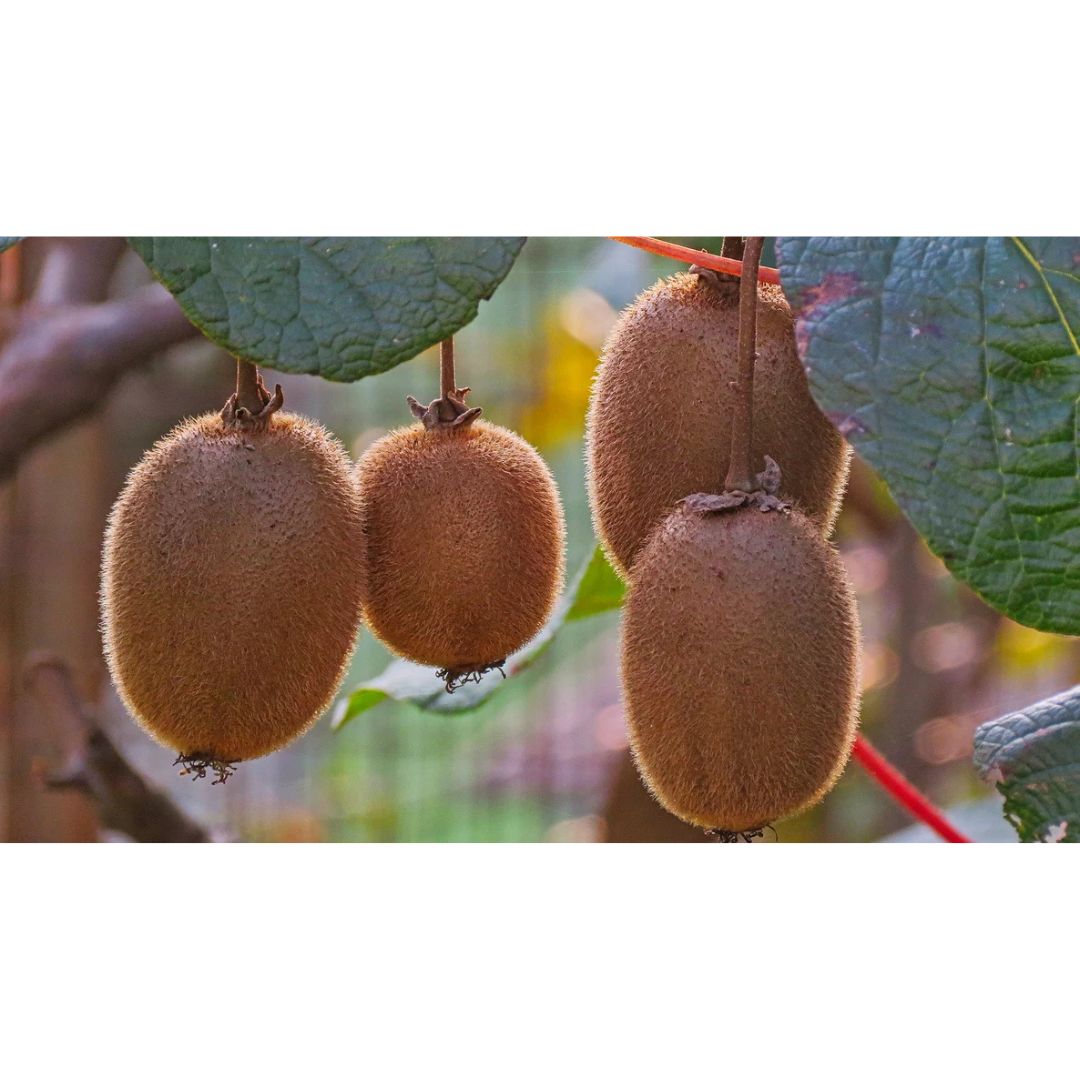 Kiwi Fruit Seeds + 🔥 Free Plant Growth Supplement 🔥