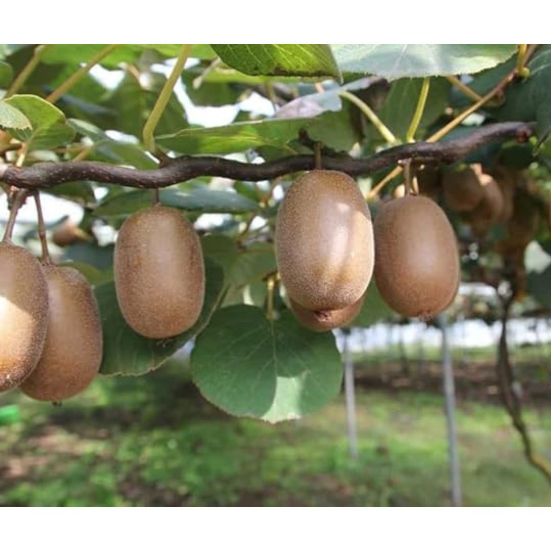 Kiwi Fruit Seeds + 🔥 Free Plant Growth Supplement 🔥