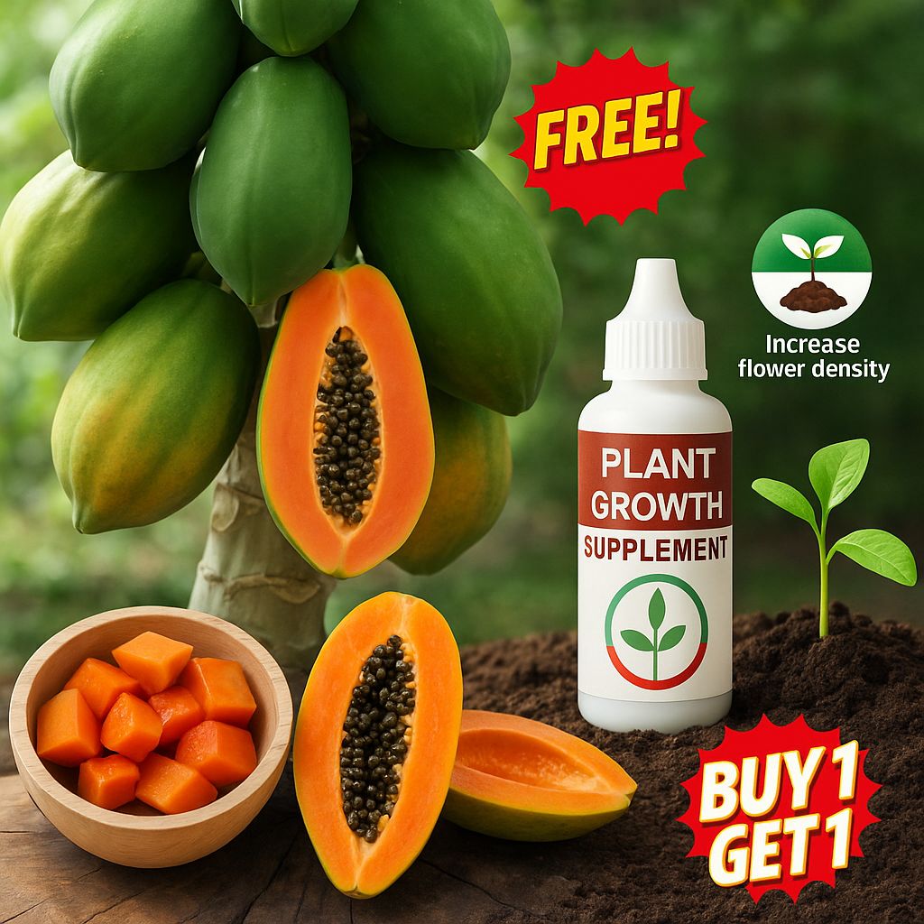 🔥 Dwarf Papaya seeds+ Plant Growth Supplement FREE🔥