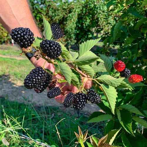 Sweet Giant Blackberry Seeds+🍇+ Plant Growth Supplement FREE🔥